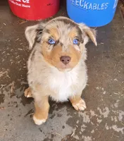 Yiddle, a male Australian Shepherd for sale in Snowflake, AZ – Photo 1 of 10