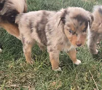 Yiddle, a male Australian Shepherd for sale in Snowflake, AZ – Photo 6 of 10