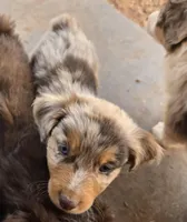 Yiddle, a male Australian Shepherd for sale in Snowflake, AZ – Photo 3 of 10
