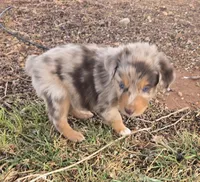 Yiddle, a male Australian Shepherd for sale in Snowflake, AZ – Photo 7 of 10