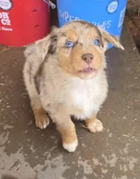 Yiddle, a male Australian Shepherd for sale in Snowflake, AZ – Photo 2 of 10