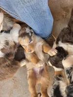 Yiddle, a male Australian Shepherd for sale in Snowflake, AZ – Photo 10 of 10