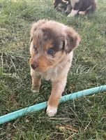 Yiddle, a male Australian Shepherd for sale in Snowflake, AZ – Photo 8 of 10