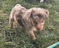 Yiddle, a male Australian Shepherd for sale in Snowflake, AZ – Photo 5 of 10