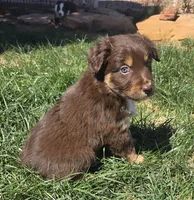 Brown Jug ( BJ), a female Australian Shepherd for sale in Snowflake, AZ – Photo 5 of 5