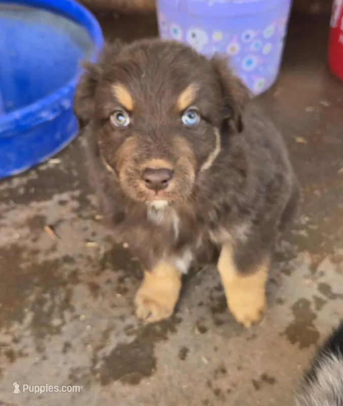 Brown Jug ( BJ) – Australian Shepherd puppy for sale in Snowflake, AZ