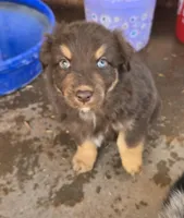 Brown Jug ( BJ), a female Australian Shepherd for sale in Snowflake, AZ – Photo 1 of 5