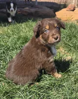 Brown Jug ( BJ), a female Australian Shepherd for sale in Snowflake, AZ – Photo 3 of 5