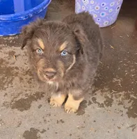 Brown Jug ( BJ), a female Australian Shepherd for sale in Snowflake, AZ – Photo 2 of 5