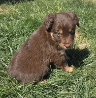 Brown Jug ( BJ), a female Australian Shepherd for sale in Snowflake, AZ – Photo 4 of 5