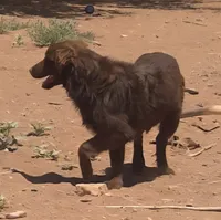 Red Bull, a male Australian Shepherd for sale in Snowflake, AZ – 3 of 8