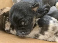 Toby, a male Australian Shepherd and Belgian Malinois for sale in Snowflake, AZ – 2 of 5
