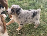 Misty, a female Australian Shepherd for sale in Snowflake, AZ – Photo 9 of 10