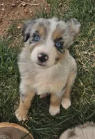 Misty, a female Australian Shepherd for sale in Snowflake, AZ – Photo 3 of 10