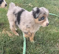 Misty, a female Australian Shepherd for sale in Snowflake, AZ – Photo 8 of 10