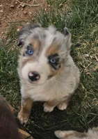 Misty, a female Australian Shepherd for sale in Snowflake, AZ – Photo 4 of 10
