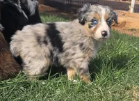 Misty, a female Australian Shepherd for sale in Snowflake, AZ – Photo 2 of 10