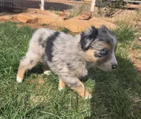Misty, a female Australian Shepherd for sale in Snowflake, AZ – Photo 5 of 10
