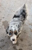 Misty, a female Australian Shepherd for sale in Snowflake, AZ – Photo 10 of 10