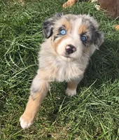 Misty, a female Australian Shepherd for sale in Snowflake, AZ – Photo 6 of 10