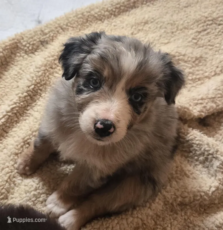 Misty – Australian Shepherd puppy for sale in Snowflake, AZ