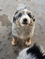 Misty, a female Australian Shepherd for sale in Snowflake, AZ – Photo 7 of 10