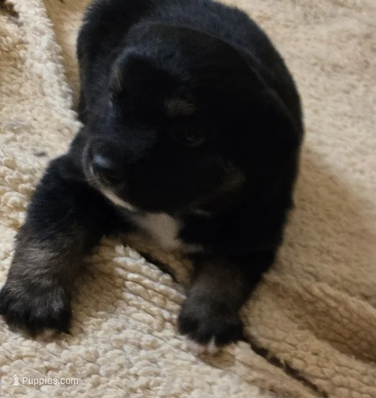 Toby – Australian Shepherd, Belgian Malinois puppy for sale in Snowflake, AZ
