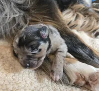 Camo, a male Australian Shepherd and Belgian Malinois for sale in Snowflake, AZ – 3 of 6