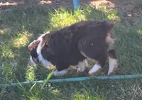 Bunny , a female Australian Shepherd for sale in Snowflake, AZ – Photo 5 of 7
