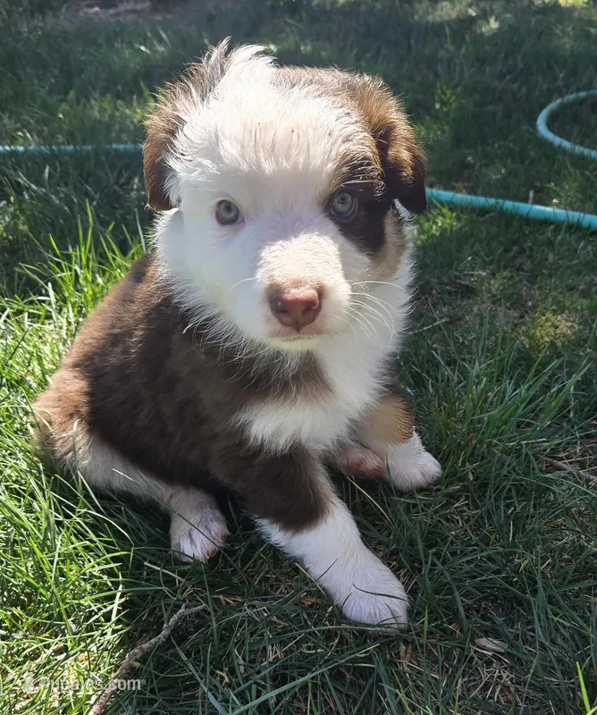 Bunny  – Australian Shepherd puppy for sale in Snowflake, AZ
