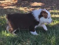 Bunny , a female Australian Shepherd for sale in Snowflake, AZ – Photo 6 of 7