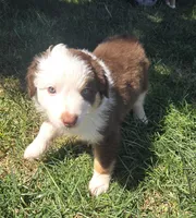Bunny , a female Australian Shepherd for sale in Snowflake, AZ – Photo 3 of 7