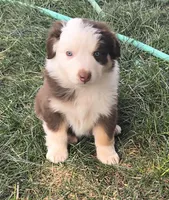 Bunny , a female Australian Shepherd for sale in Snowflake, AZ – Photo 7 of 7