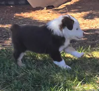 Bunny , a female Australian Shepherd for sale in Snowflake, AZ – Photo 4 of 7
