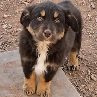 Grizzly, a male Australian Shepherd for sale in Snowflake, AZ – Photo 6 of 8