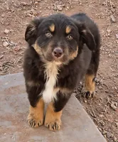 Grizzly, a male Australian Shepherd for sale in Snowflake, AZ – Photo 6 of 8