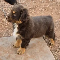 Grizzly, a male Australian Shepherd for sale in Snowflake, AZ – Photo 4 of 8