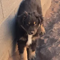 Grizzly, a male Australian Shepherd for sale in Snowflake, AZ – Photo 5 of 8