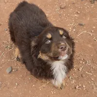 Grizzly, a male Australian Shepherd for sale in Snowflake, AZ – Photo 7 of 8