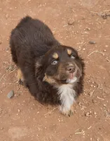 Grizzly, a male Australian Shepherd for sale in Snowflake, AZ – Photo 7 of 8