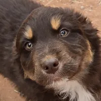 Grizzly, a male Australian Shepherd for sale in Snowflake, AZ – Photo 1 of 8