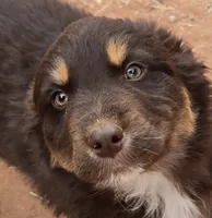 Grizzly, a male Australian Shepherd for sale in Snowflake, AZ – Photo 1 of 8
