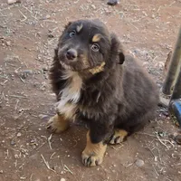 Grizzly, a male Australian Shepherd for sale in Snowflake, AZ – Photo 2 of 8