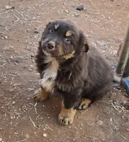 Grizzly, a male Australian Shepherd for sale in Snowflake, AZ – Photo 2 of 8