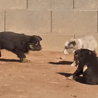Grizzly, a male Australian Shepherd for sale in Snowflake, AZ – Photo 3 of 8