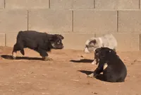 Grizzly, a male Australian Shepherd for sale in Snowflake, AZ – Photo 3 of 8