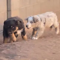 Grizzly, a male Australian Shepherd for sale in Snowflake, AZ – Photo 8 of 8