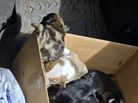 Camo, a male Australian Shepherd and Belgian Malinois for sale in Snowflake, AZ – 5 of 6