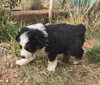 Breeze, a female Australian Shepherd for sale in Snowflake, AZ – Photo 4 of 10