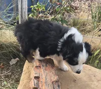 Breeze, a female Australian Shepherd for sale in Snowflake, AZ – Photo 3 of 10
